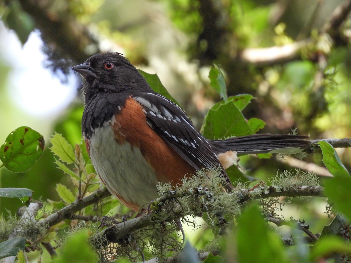 Spotted Towhee - ML594807051
