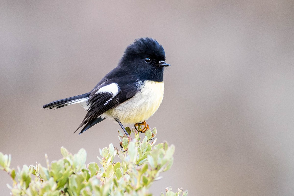 Tomtit - Peter Taylor