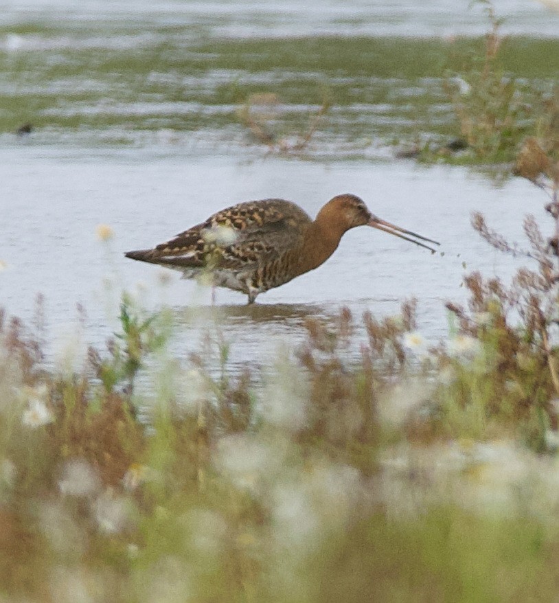 Black-tailed Godwit - ML594807621