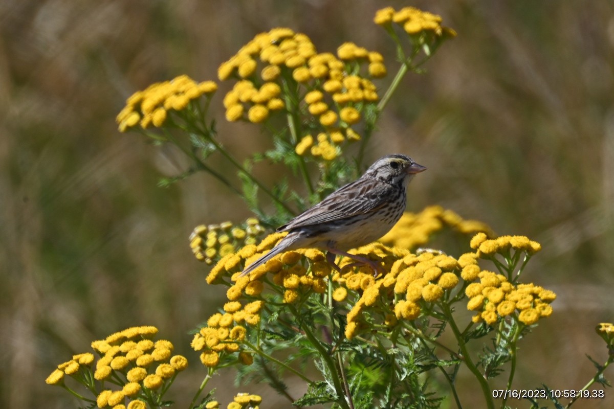 Savannah Sparrow - Spencer Parsons