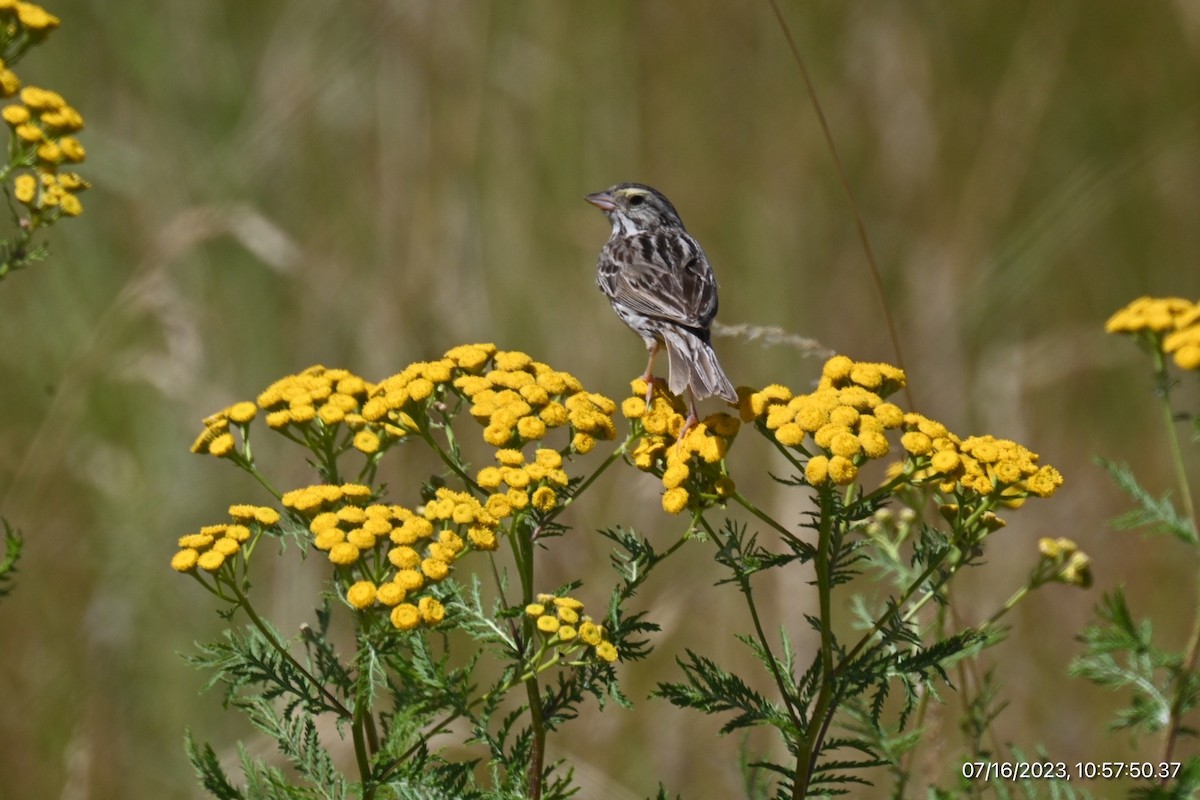 Savannah Sparrow - ML594807781