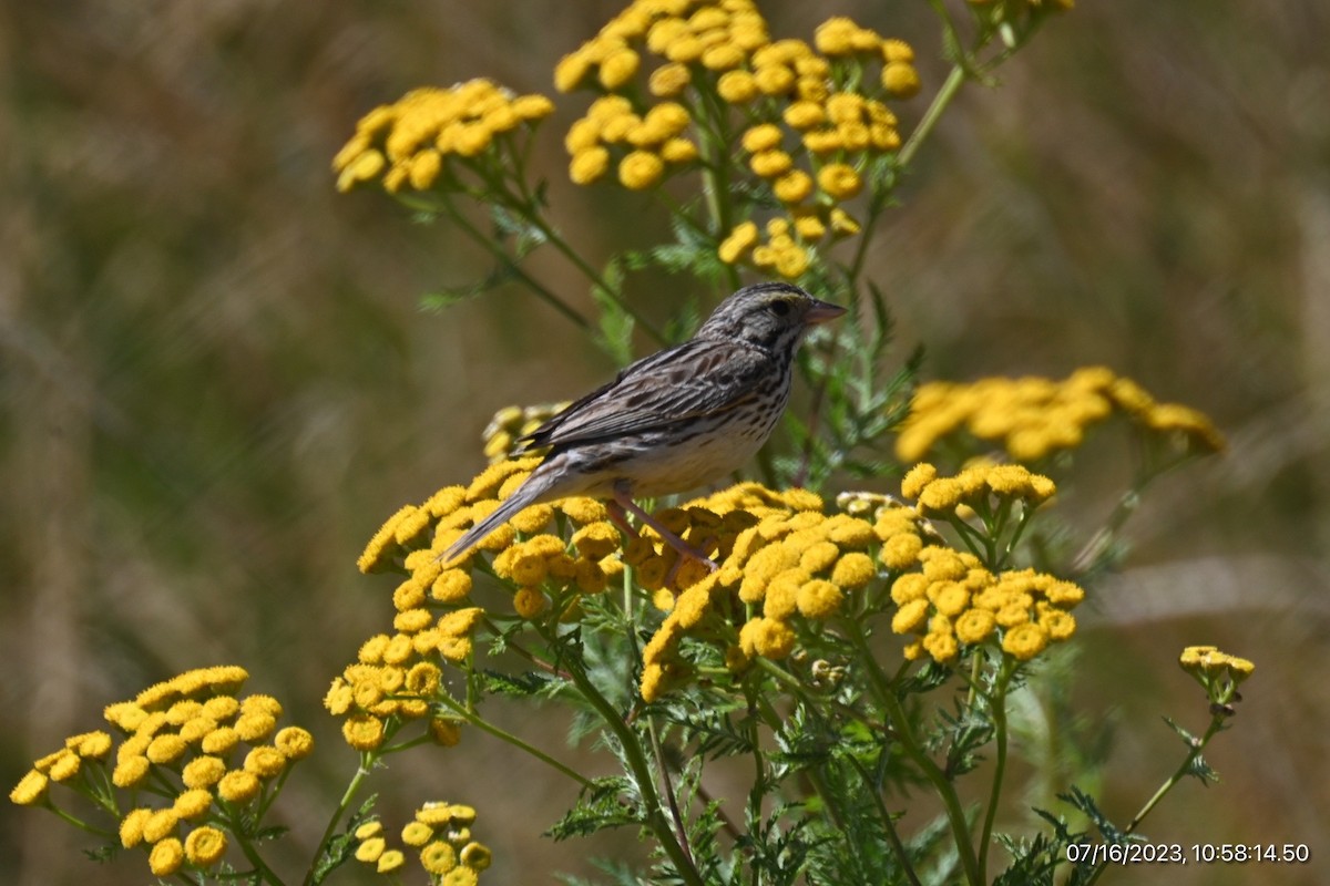 Savannah Sparrow - ML594807811