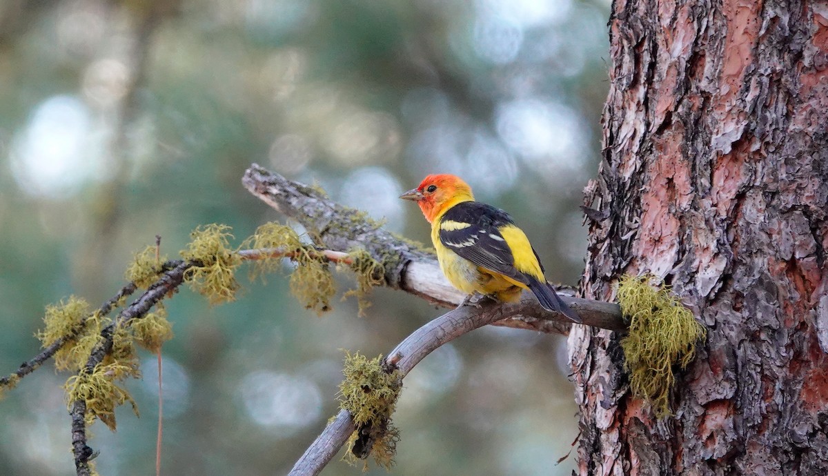 Western Tanager - ML594808061
