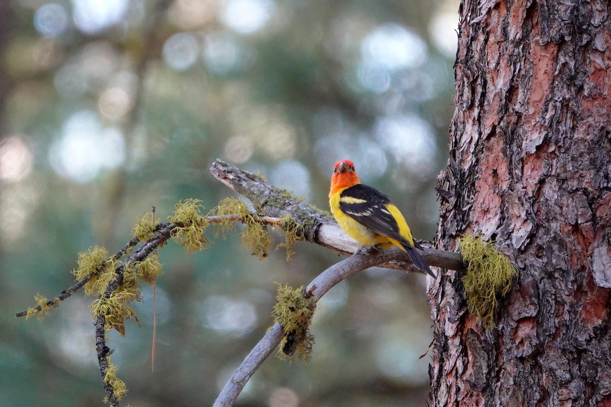 Western Tanager - ML594808071