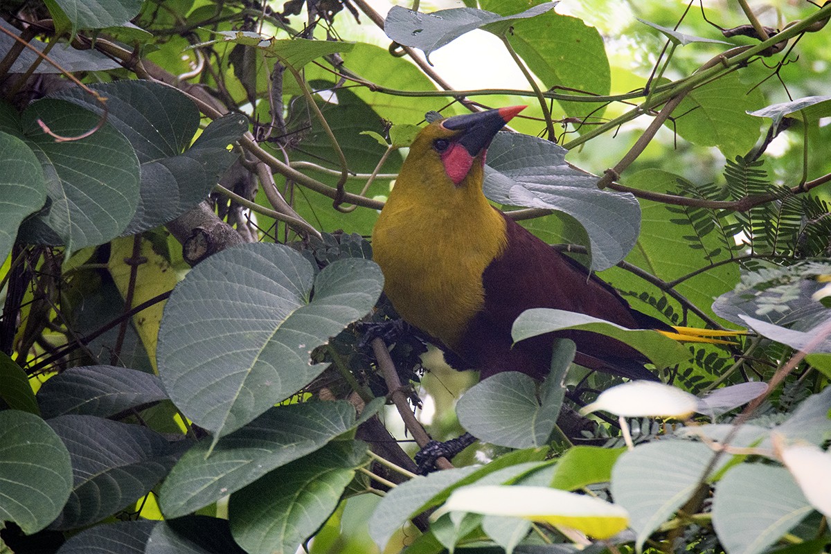 Olive Oropendola - ML594808161