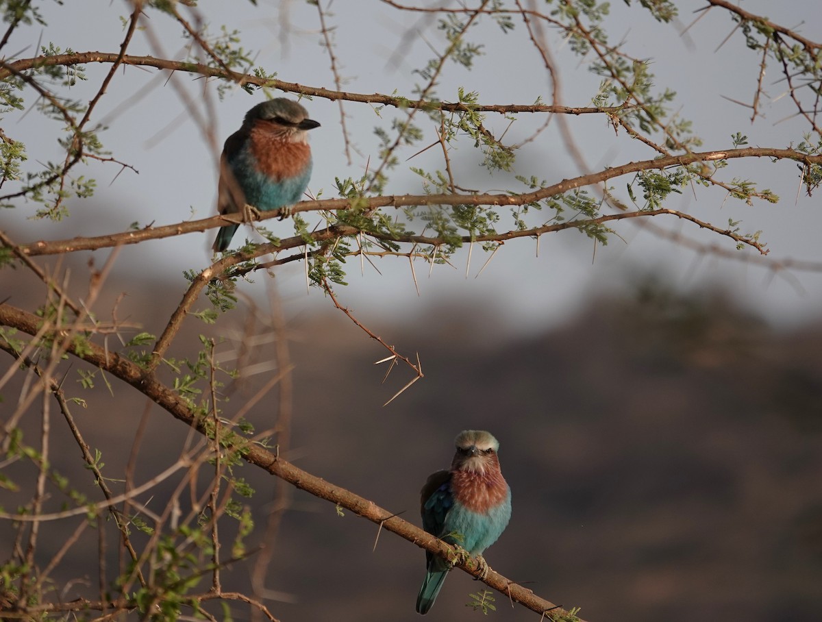 Lilac-breasted Roller - ML594809811