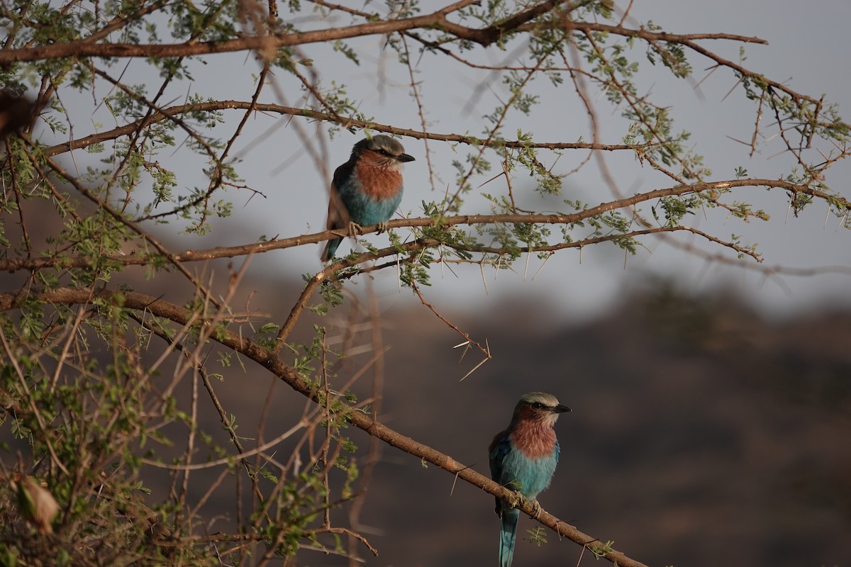 Lilac-breasted Roller - ML594809821
