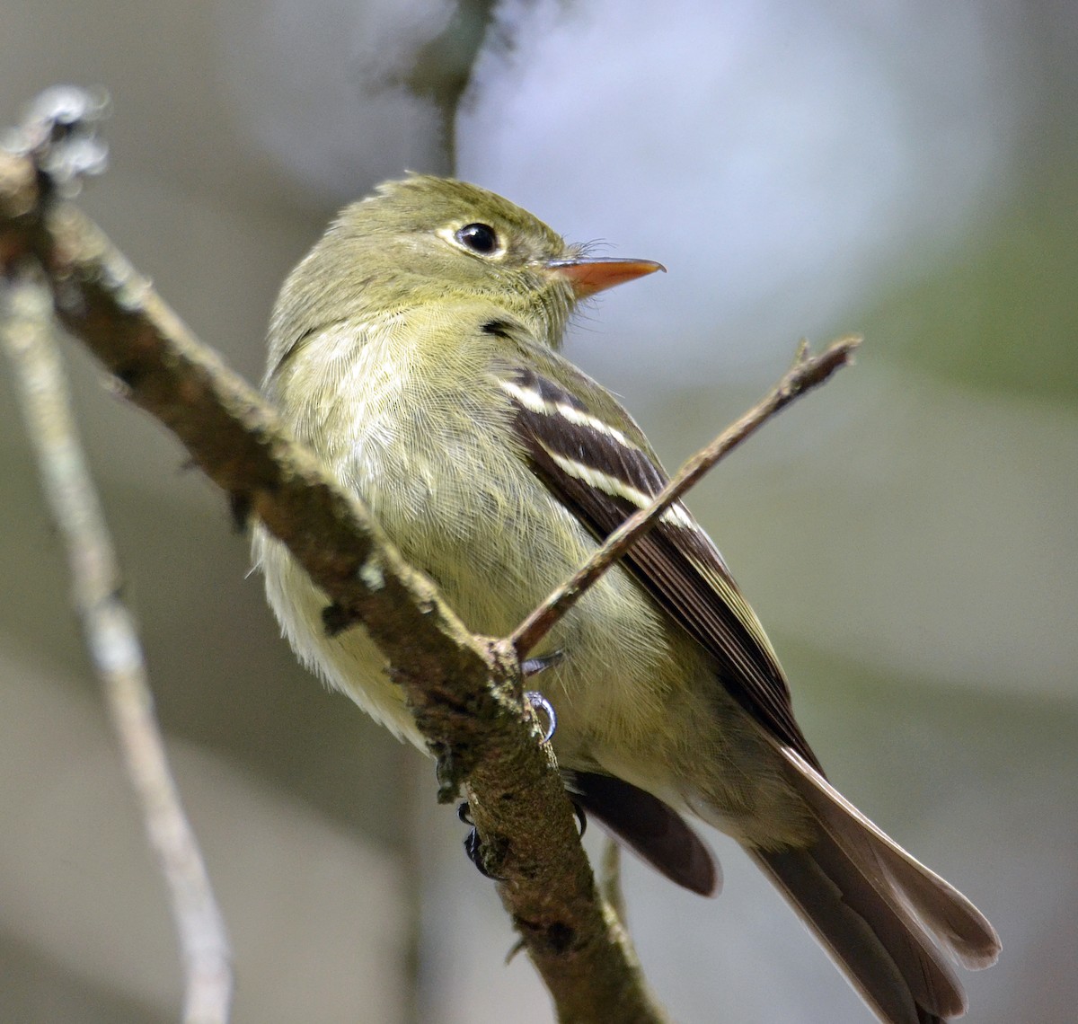 Yellow-bellied Flycatcher - Michael J Good