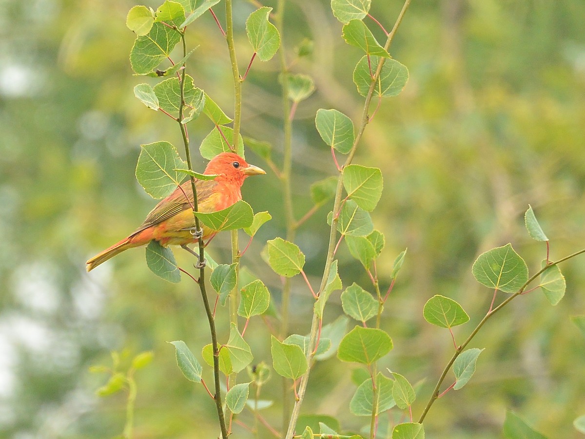 Summer Tanager - ML594810361