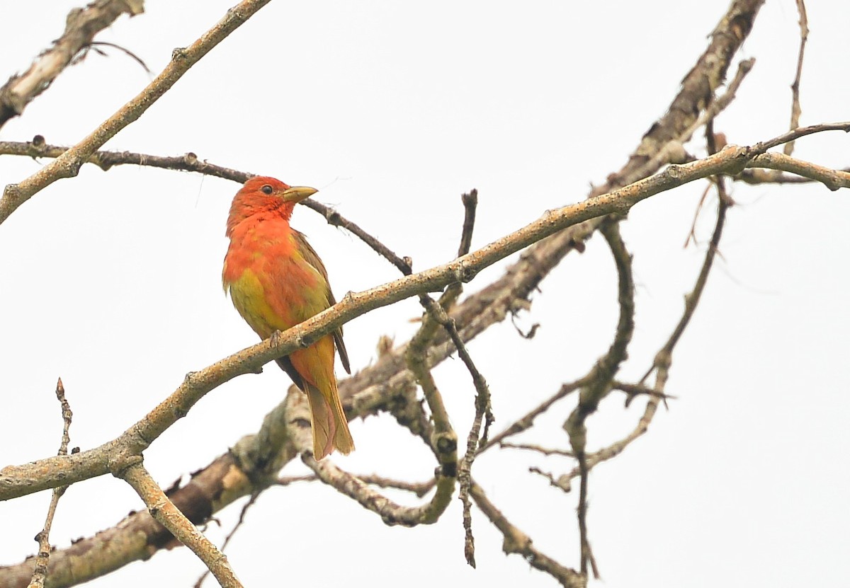 Summer Tanager - ML594810381