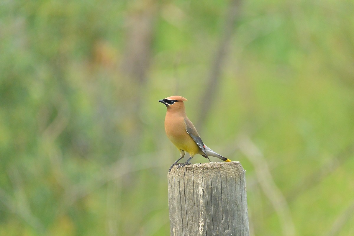 Cedar Waxwing - ML594810421