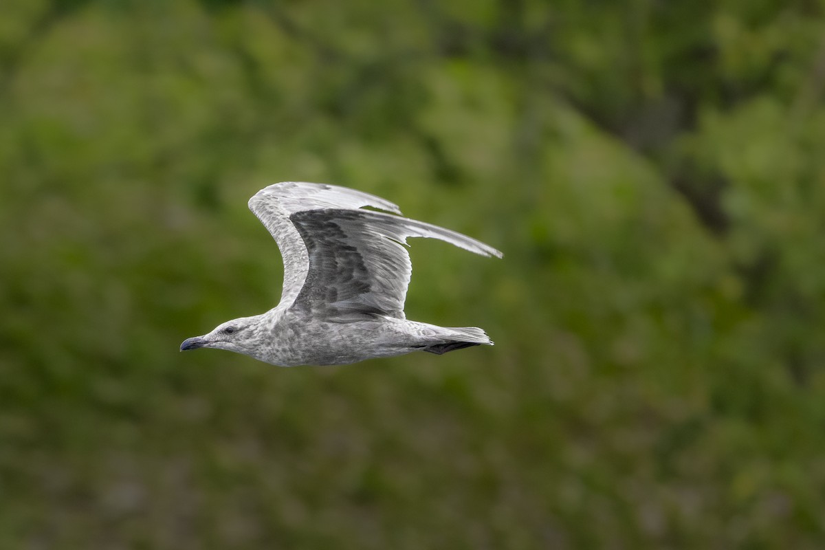 Glaucous-winged Gull - ML594811821