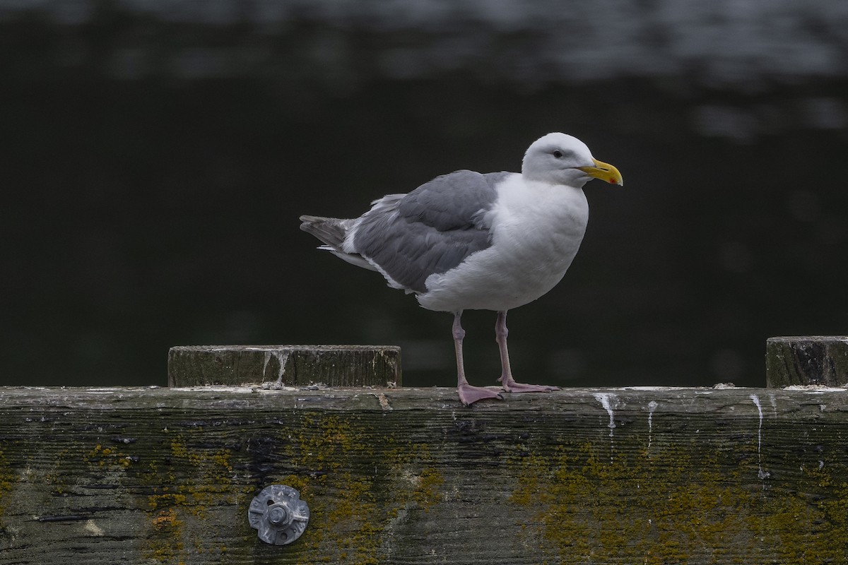 Goéland à ailes grises - ML594811831