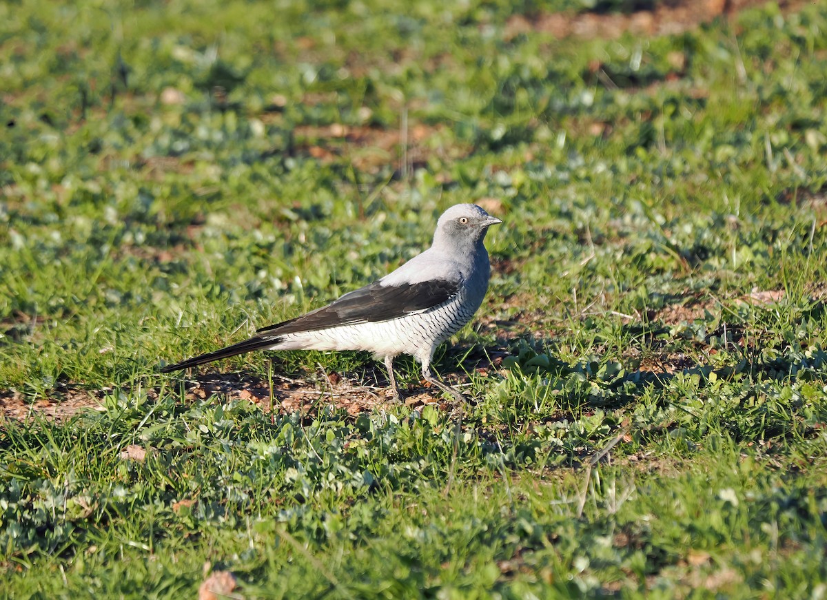 Ground Cuckooshrike - ML594812031