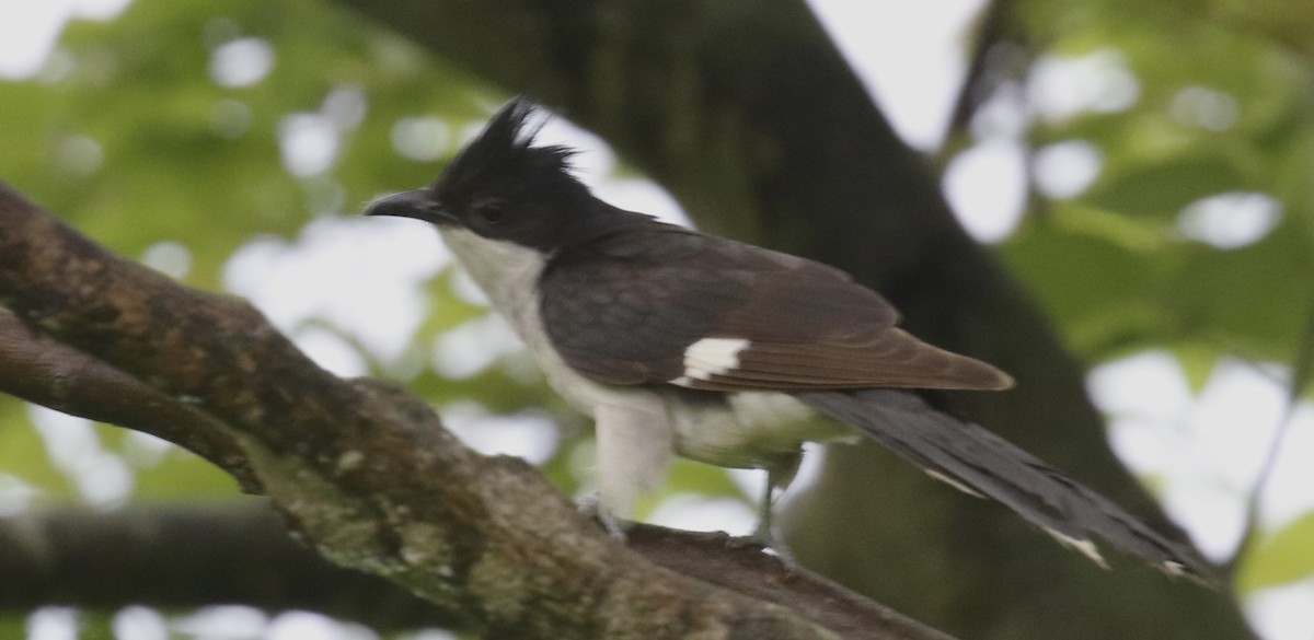 Pied Cuckoo - ML594812621