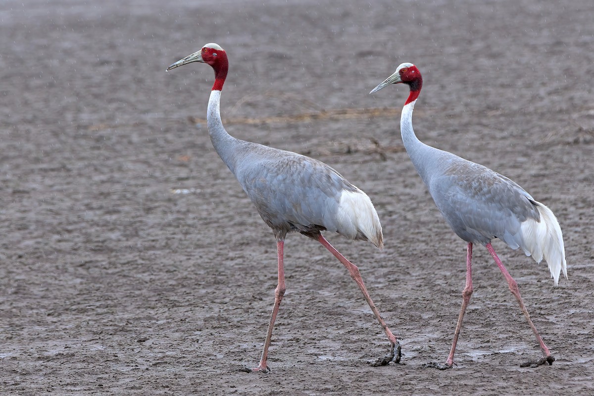 Sarus Crane - Mehul patel