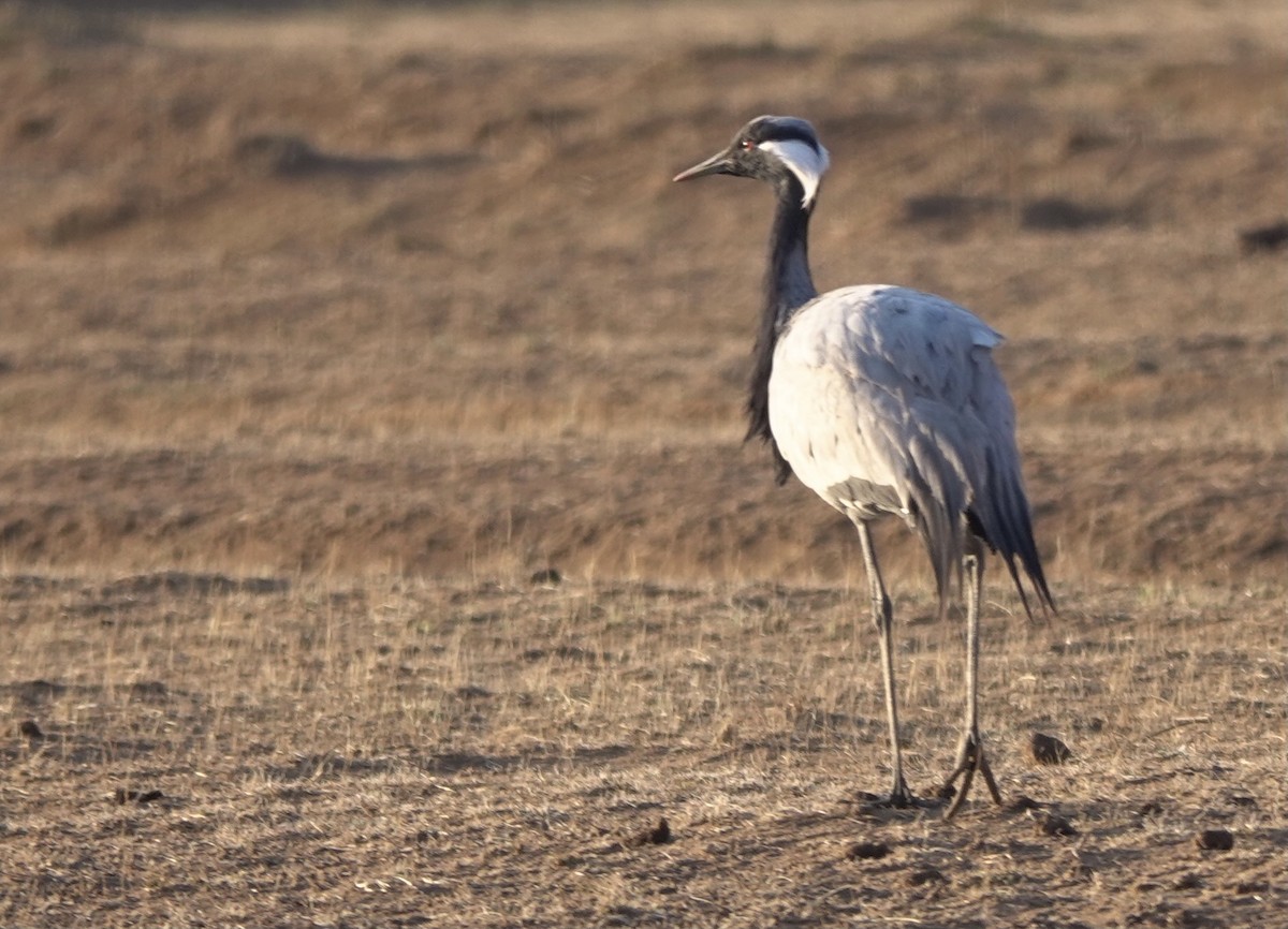 Demoiselle Crane - ML594813751