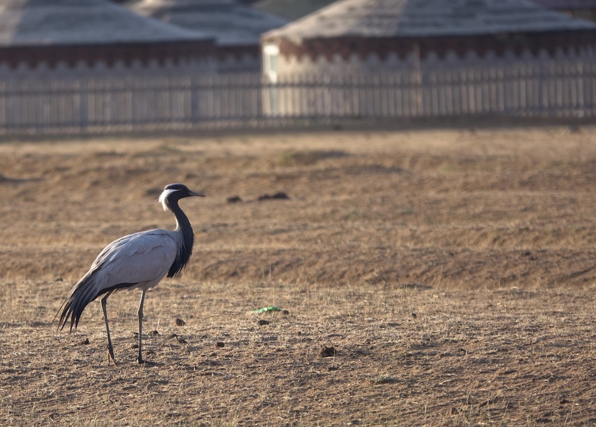 Demoiselle Crane - ML594813791