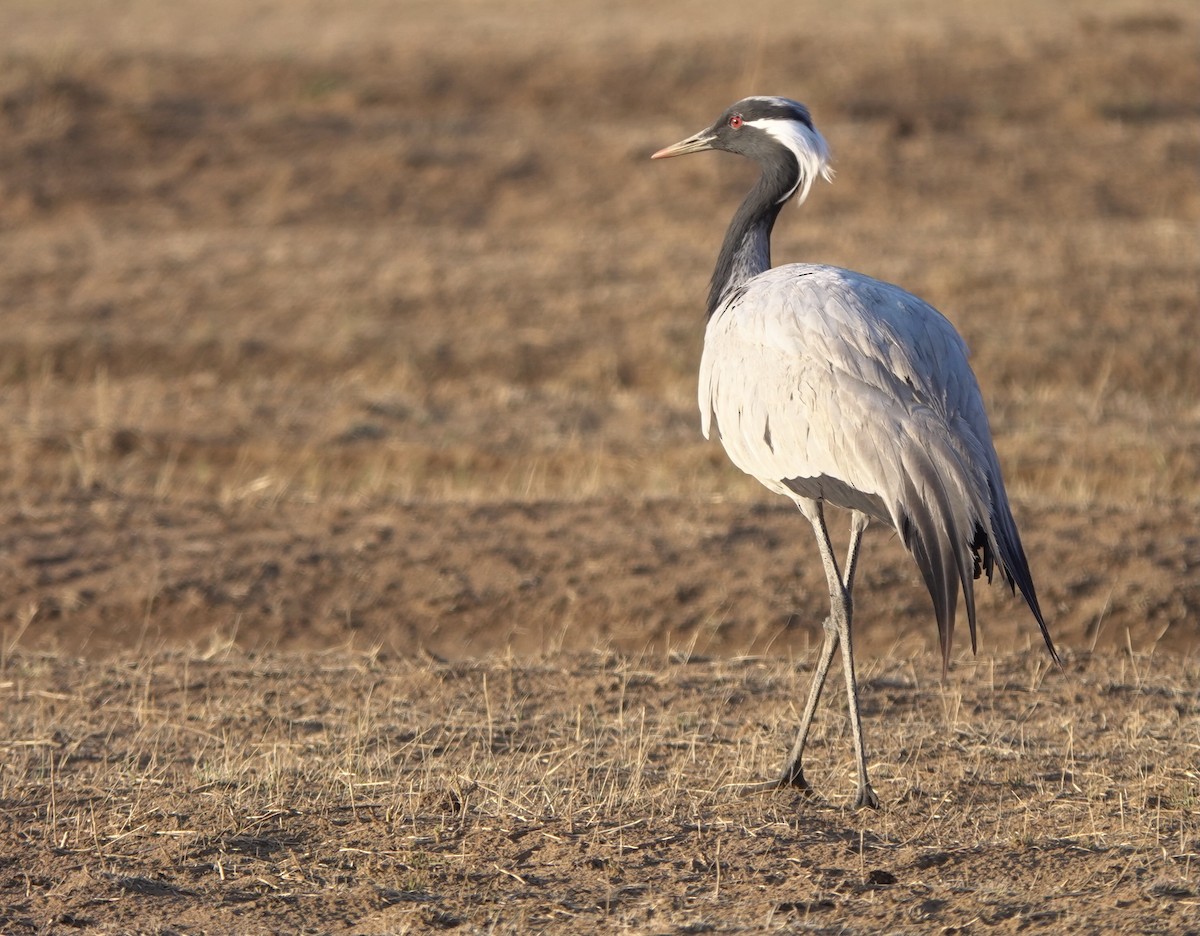 Demoiselle Crane - ML594813841