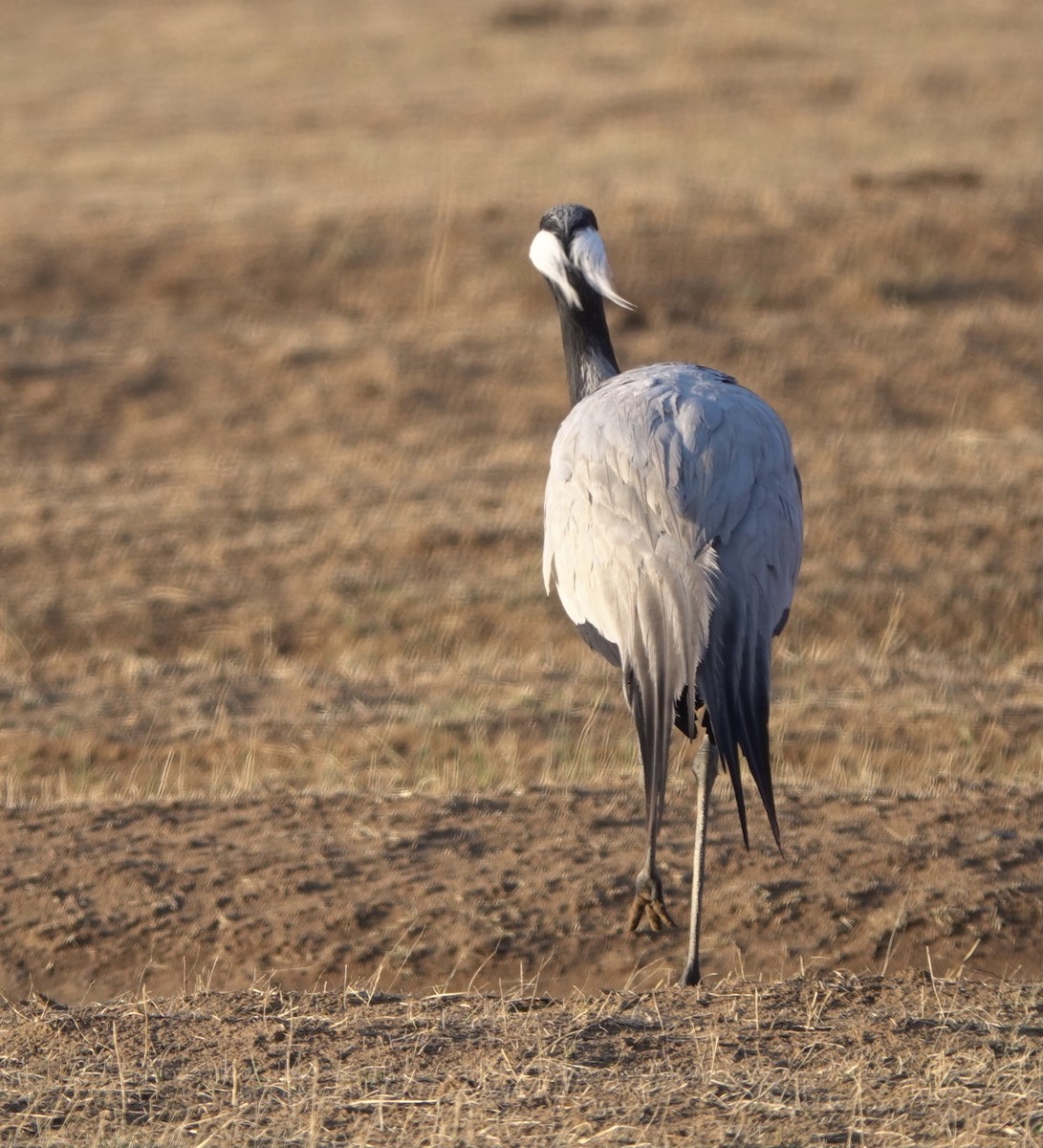 Demoiselle Crane - ML594813891