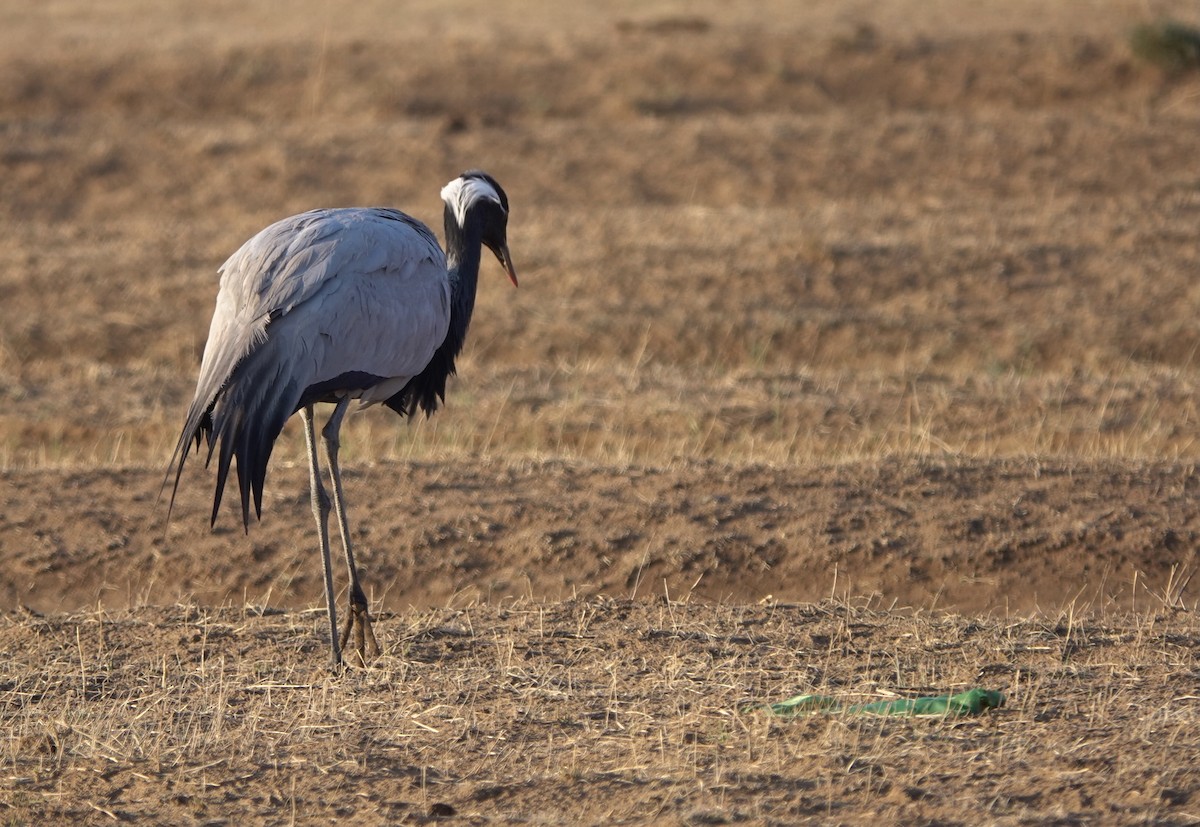 Demoiselle Crane - ML594813901