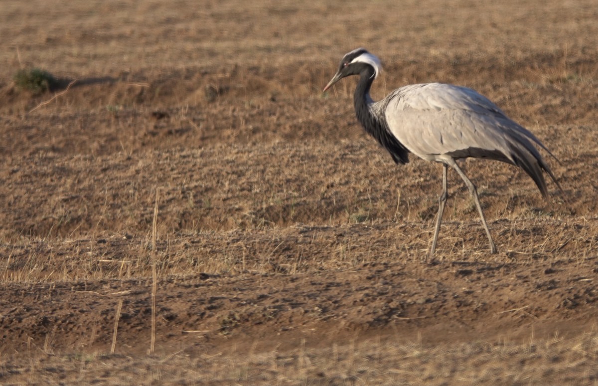 Demoiselle Crane - ML594813931