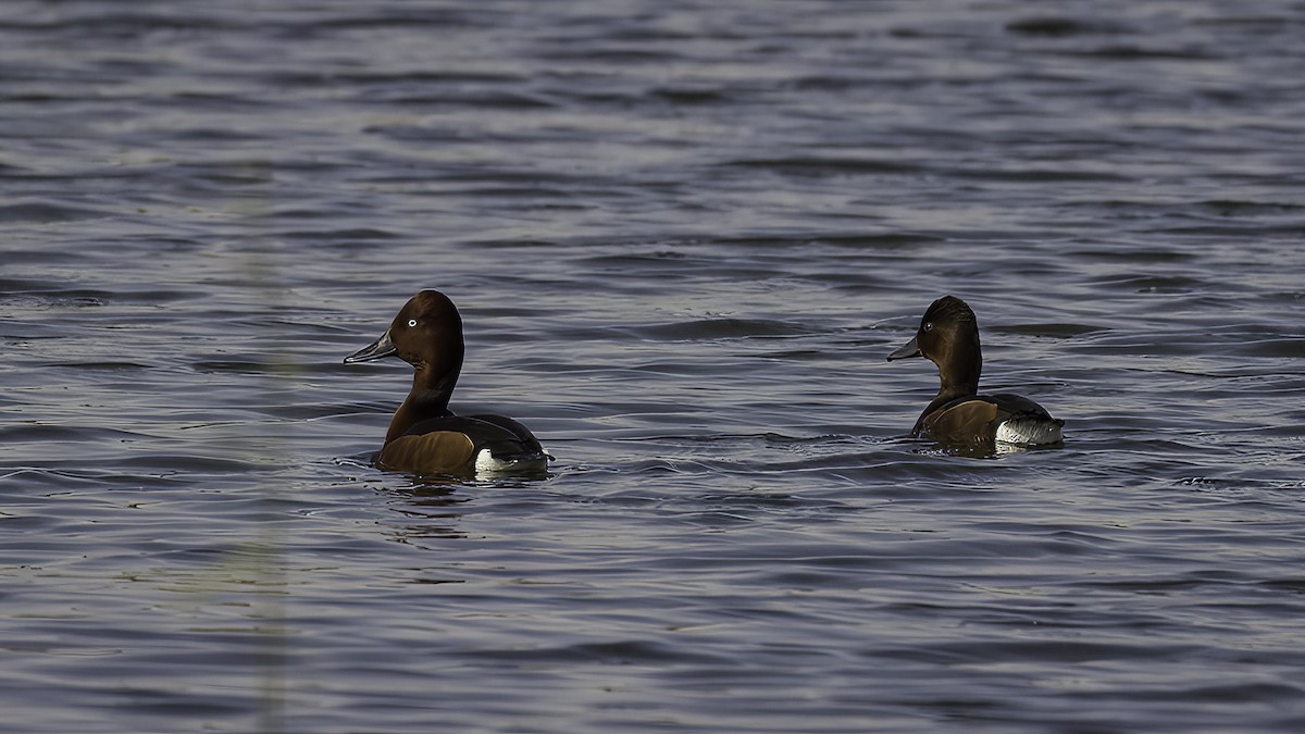 Ferruginous Duck - ML594814561