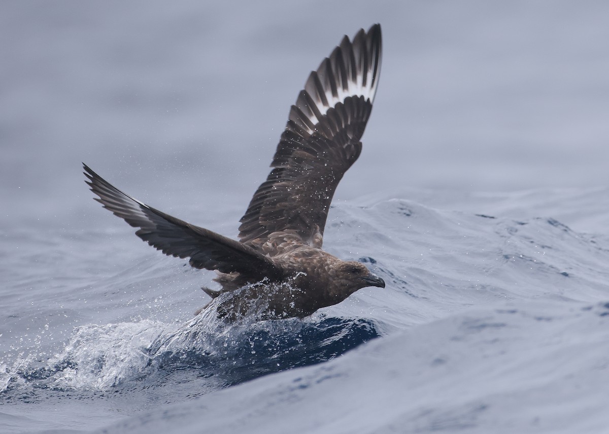 Brown Skua - Martin Allen