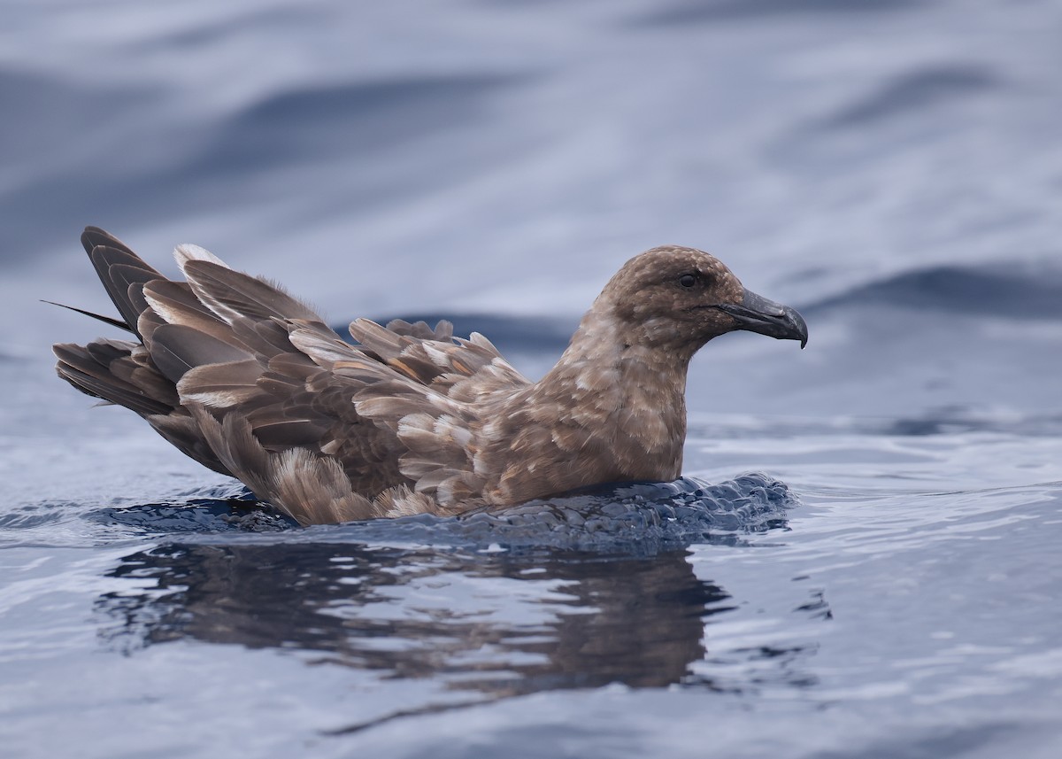 Brown Skua - ML594815601