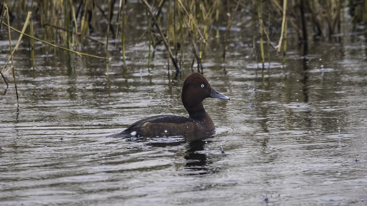 Ferruginous Duck - ML594816011