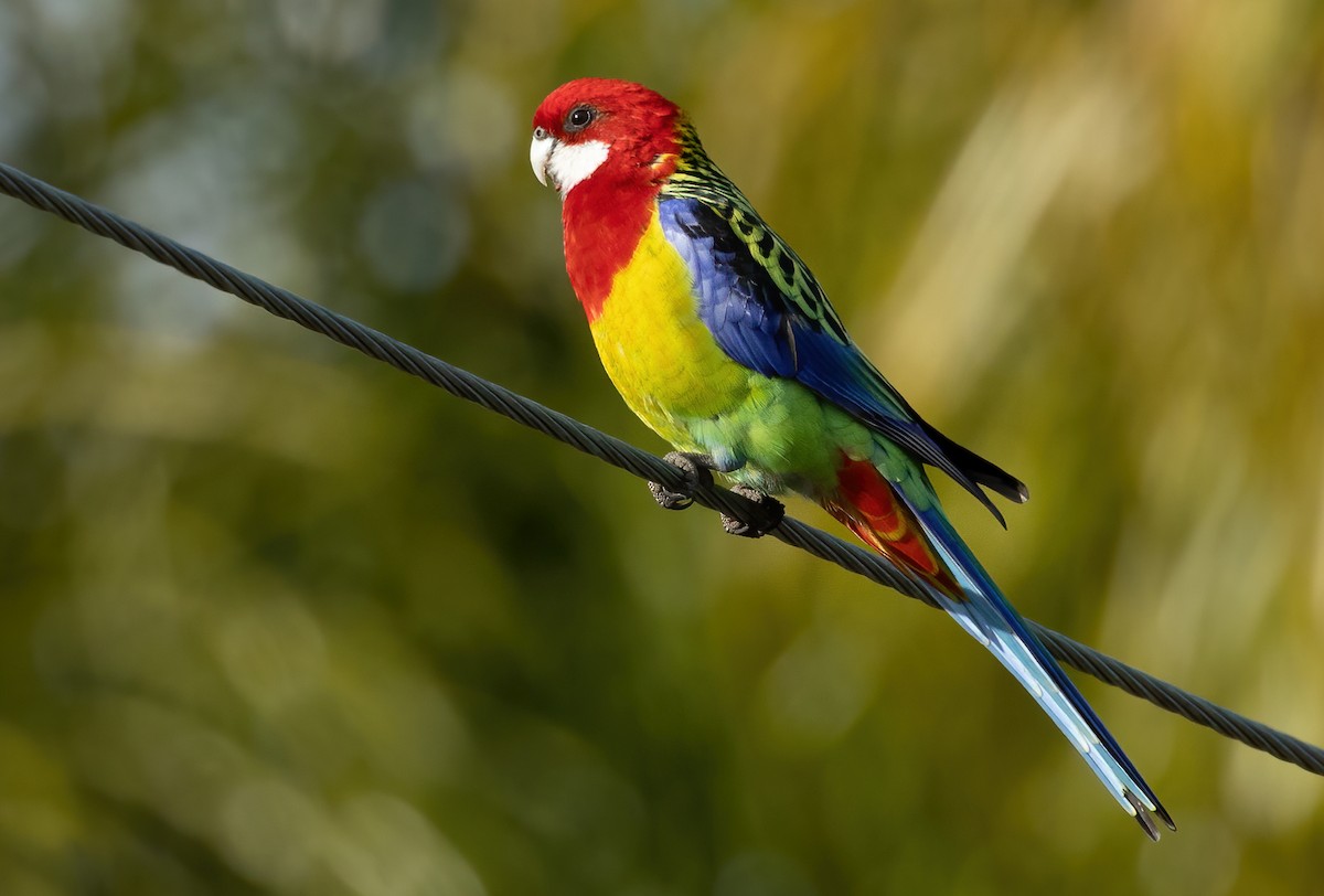 Eastern Rosella - ML594816271