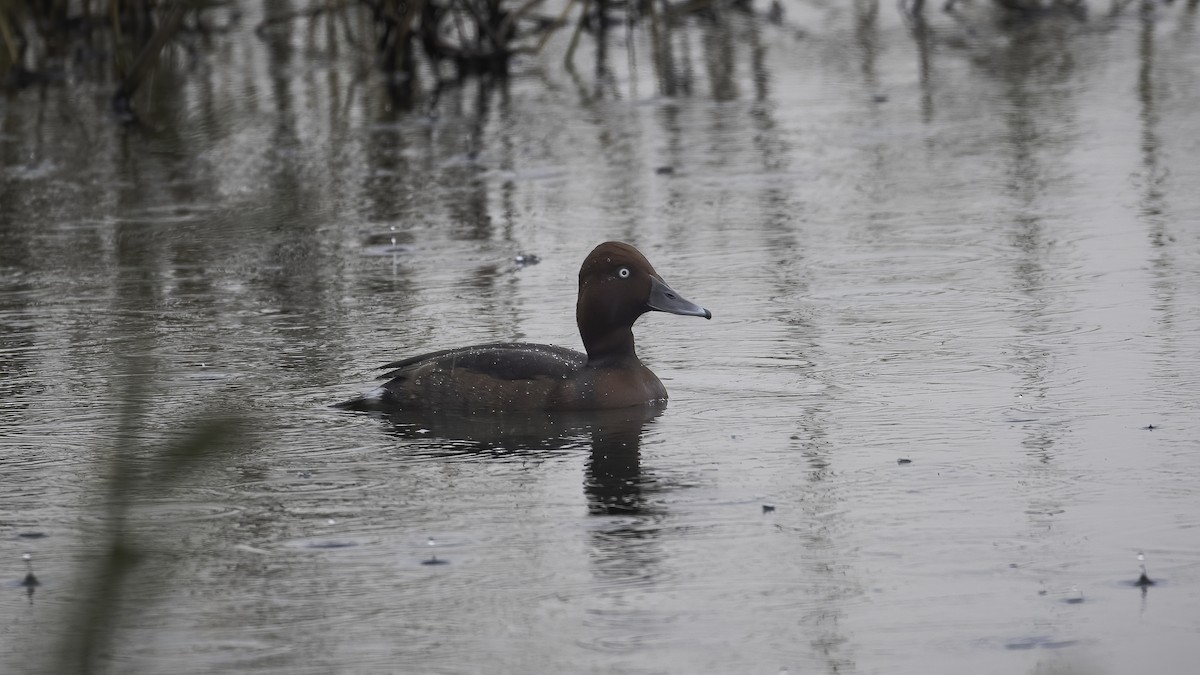 Ferruginous Duck - ML594816751