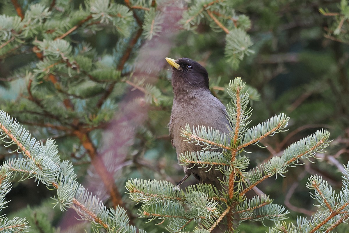 Sichuan Jay - ML594816781