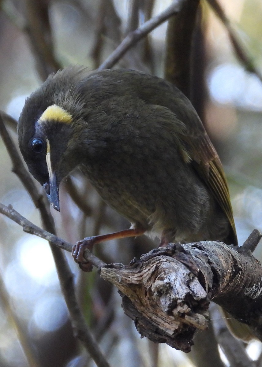 Lewin's Honeyeater - ML594817151