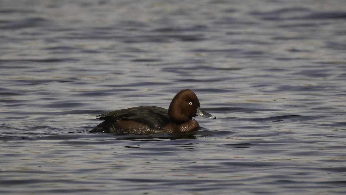 Ferruginous Duck - ML594817291