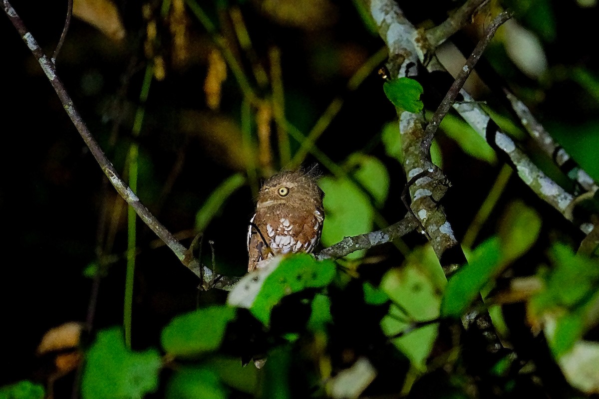 Gould's Frogmouth - ML594818801
