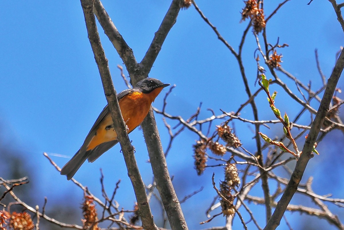 Slaty-backed Flycatcher - Leijun Zhuang