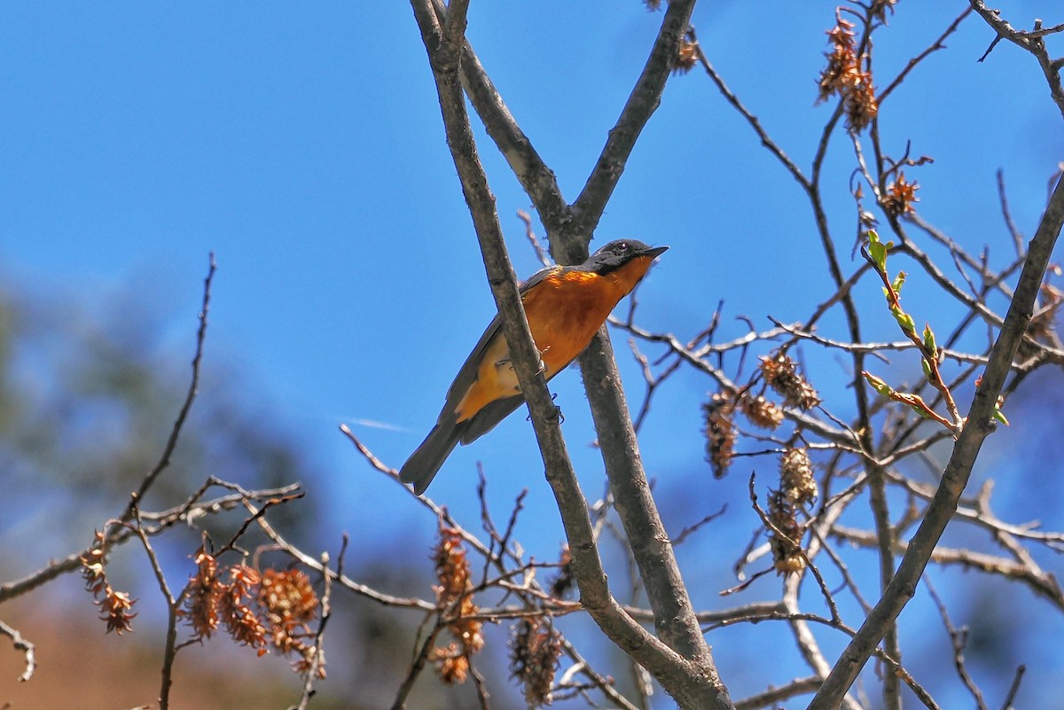 Slaty-backed Flycatcher - Leijun Zhuang