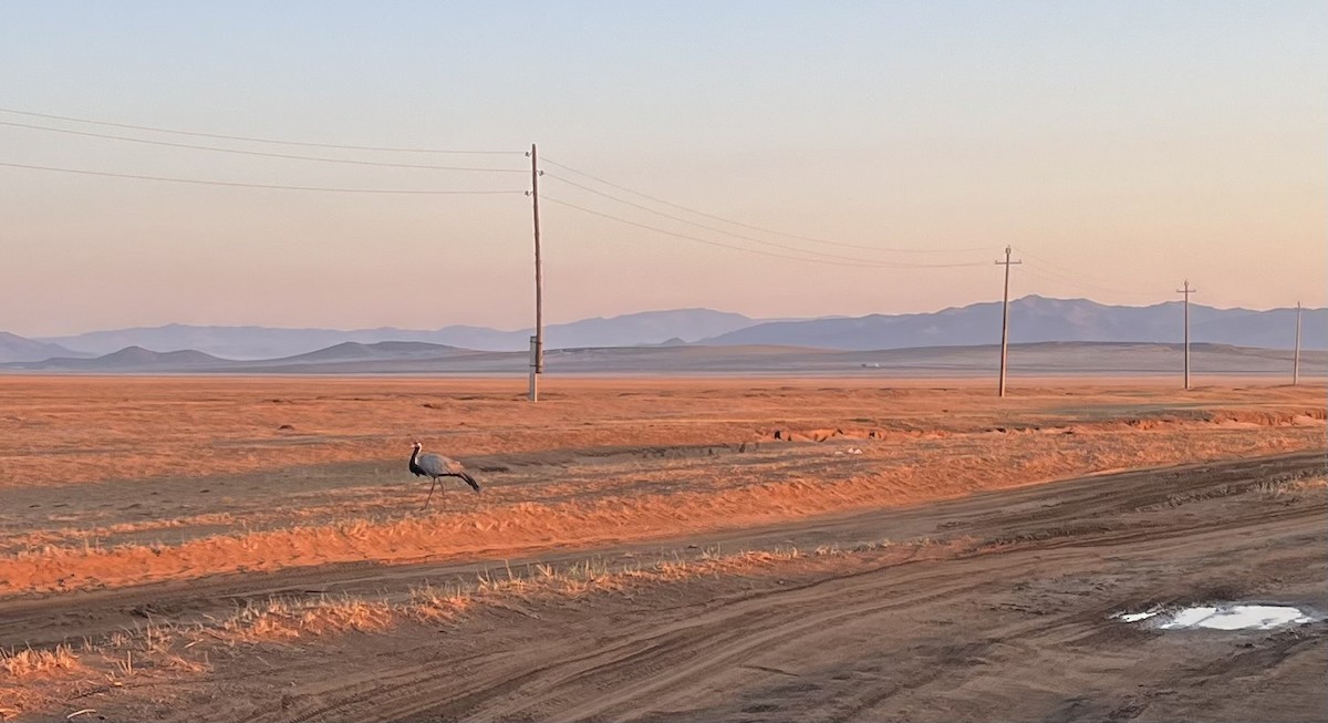 Demoiselle Crane - ML594819901