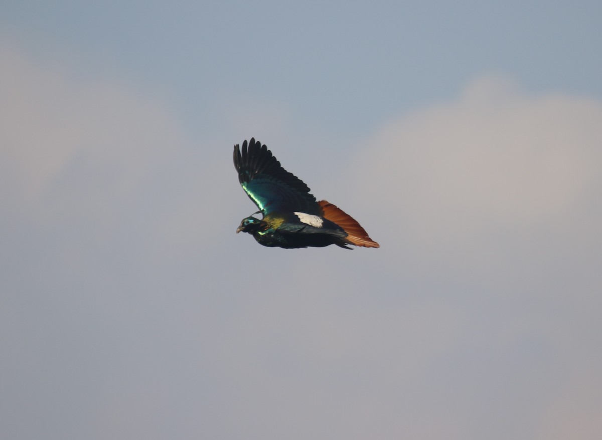 Himalayan Monal - ML594819991