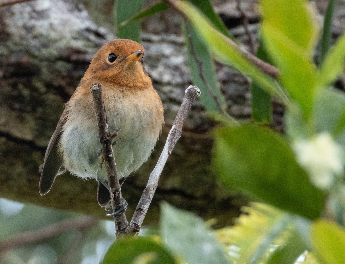 Oahumonarch - ML594820131