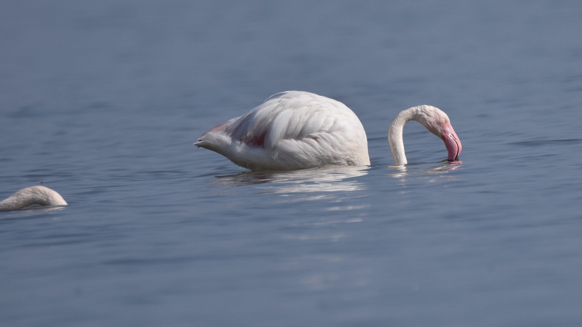 Greater Flamingo - Jacob Henry