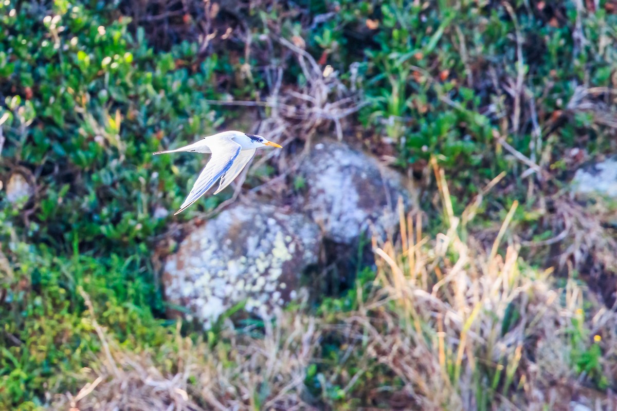 Great Crested Tern - ML594820591