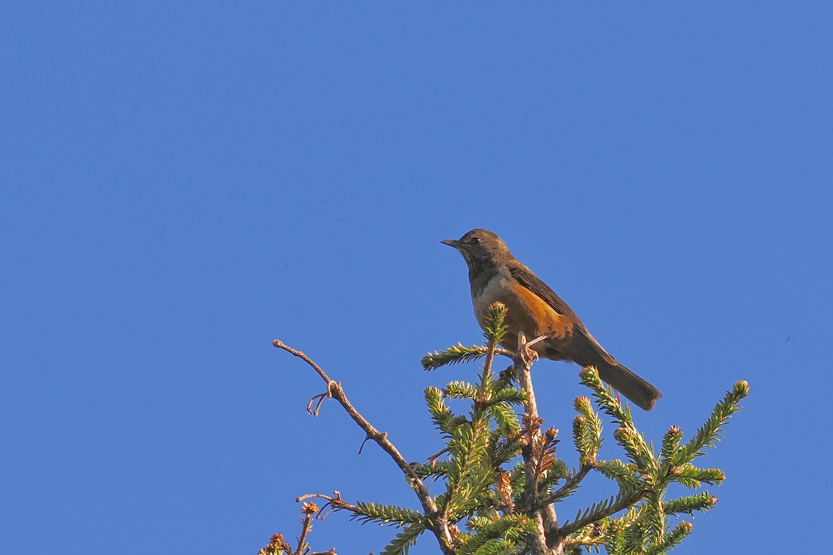 White-backed Thrush - ML594820731