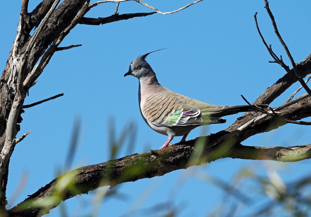 Crested Pigeon - ML594820781