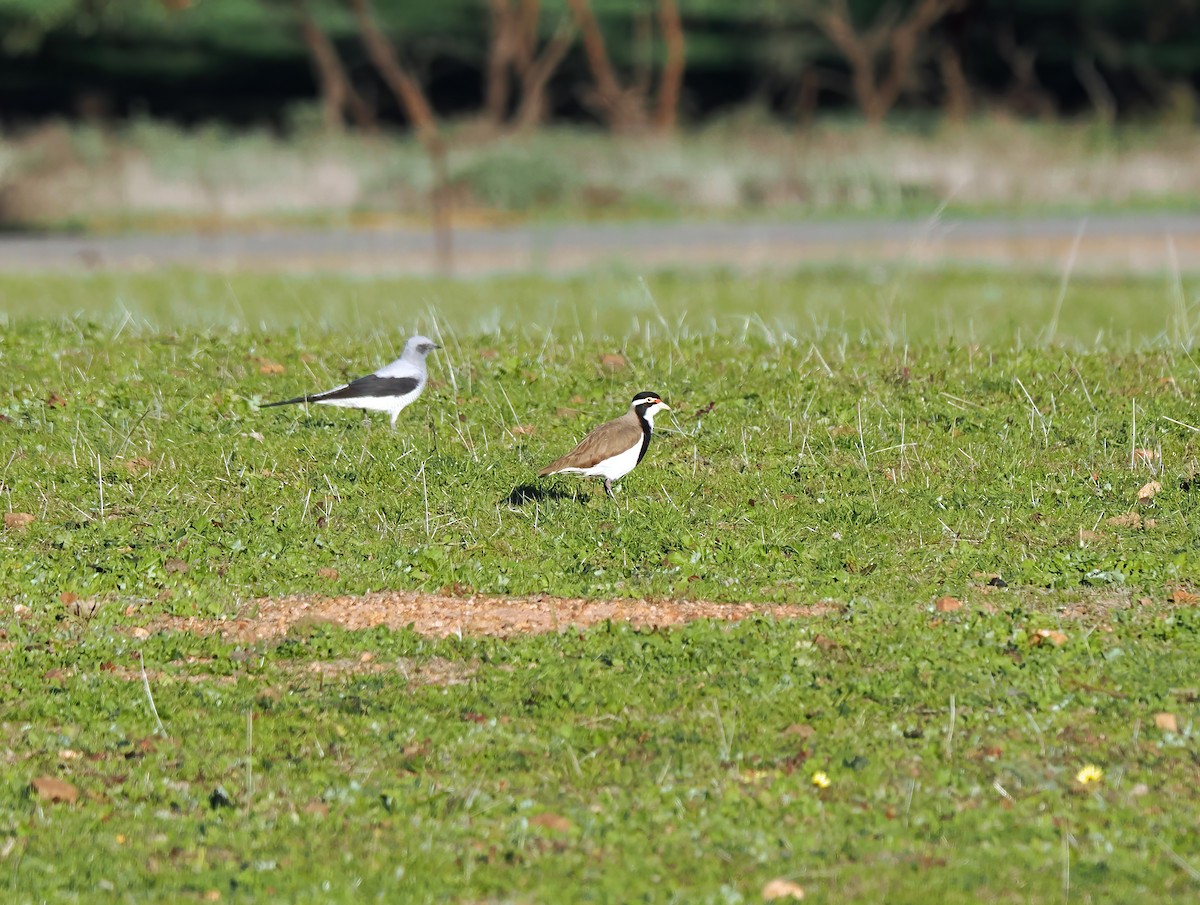 Banded Lapwing - ML594820811