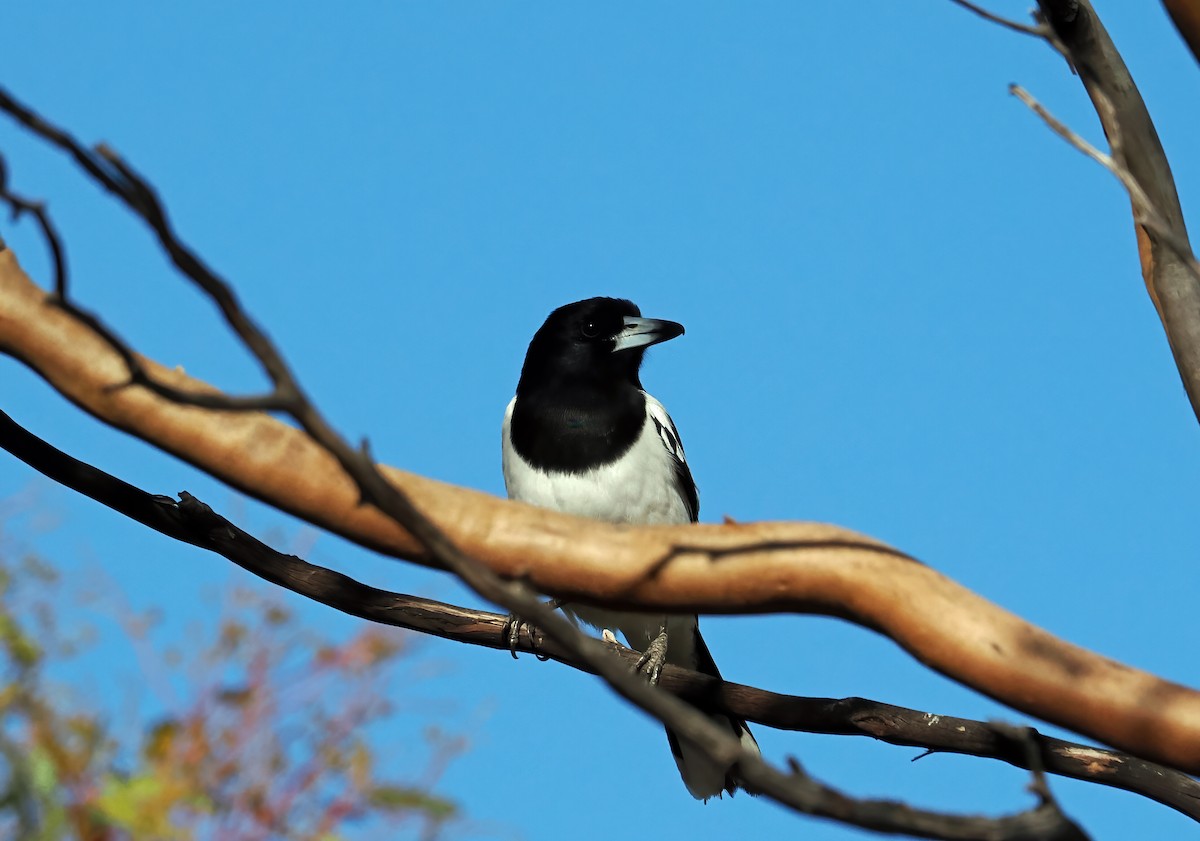 Pied Butcherbird - ML594820881