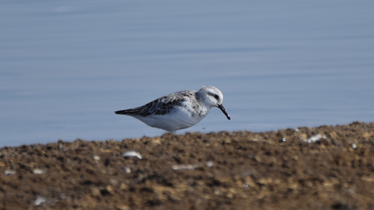 Sanderling - ML594821281