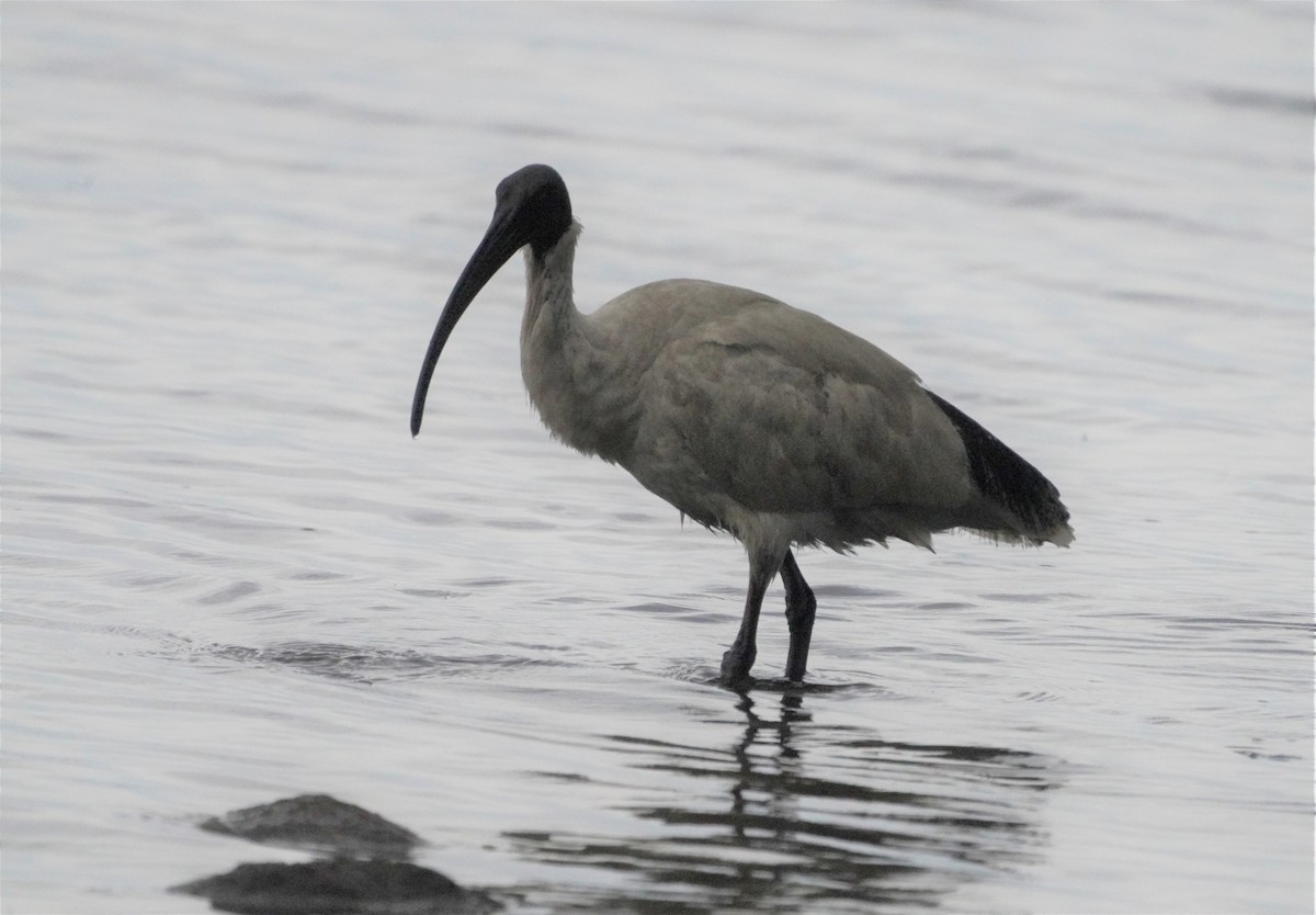 ibis australský - ML594822161