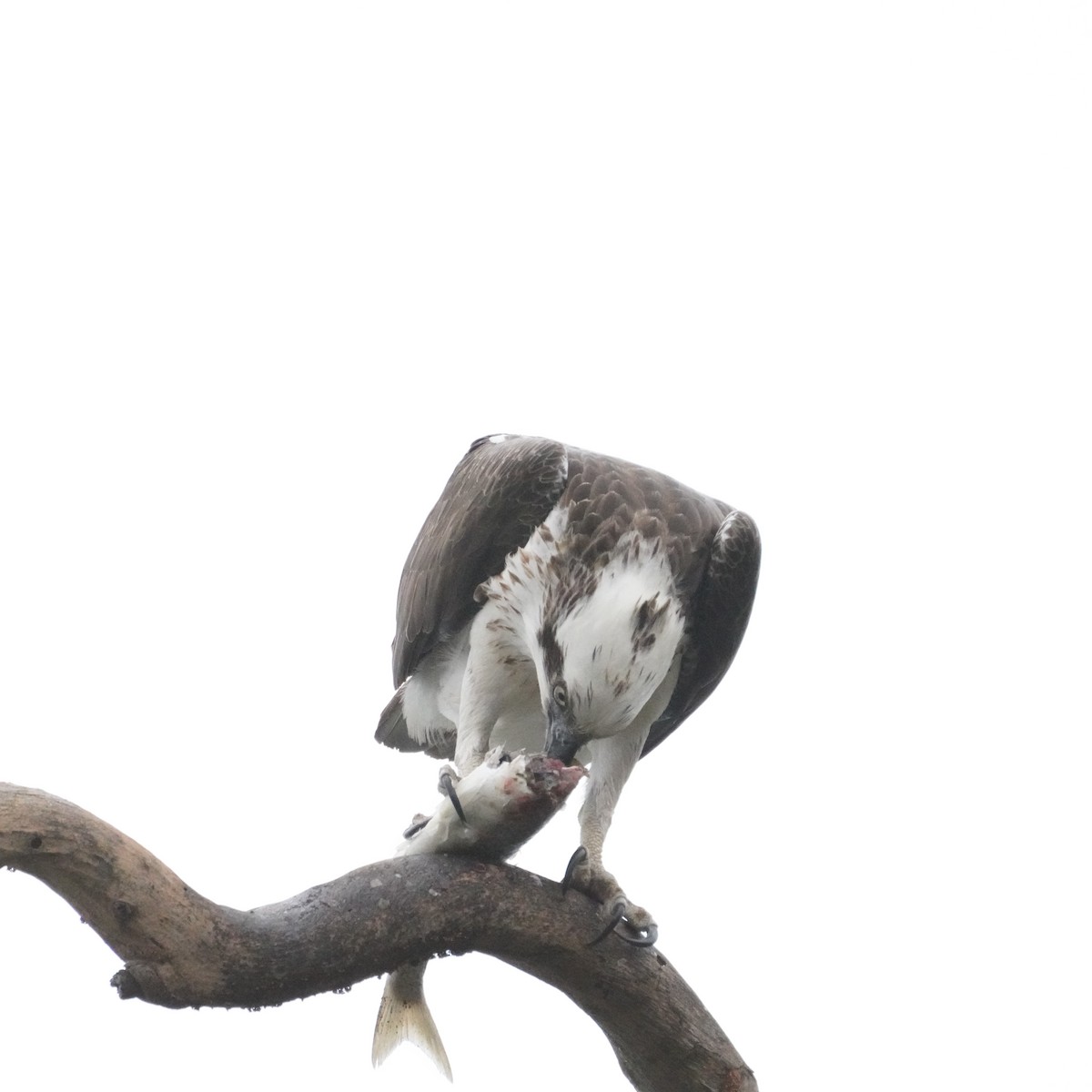 Osprey (Australasian) - May Britton